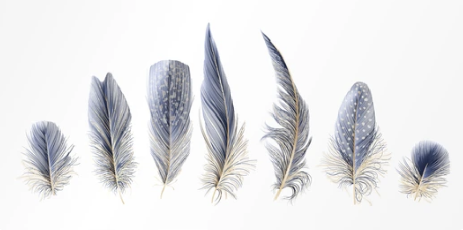 Feathers Clipart Set