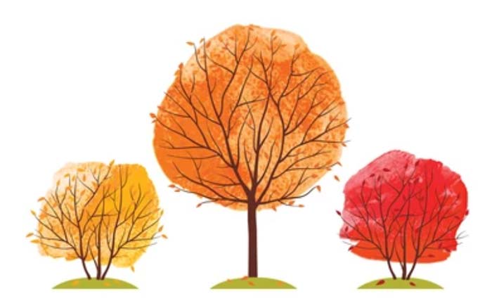 Fall Tree Clipart