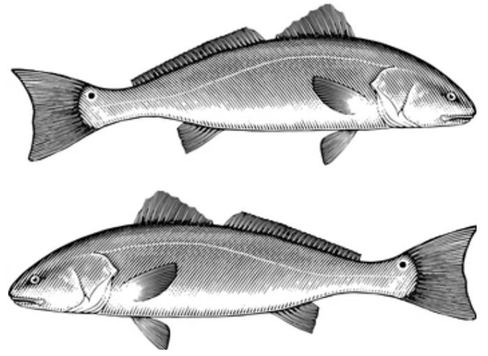 Fish Clipart Black and White