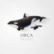 Orca Clip Art | Polar Vectors