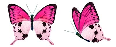 Pink Butterfly Clipart set