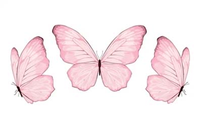 Hand drawn Pink Butterfly Clipart